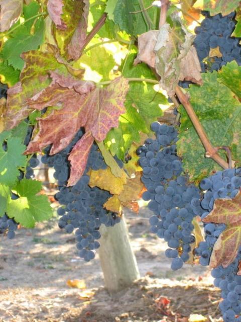 Pearlessence Vineyard Inn Sebastopol Exterior foto