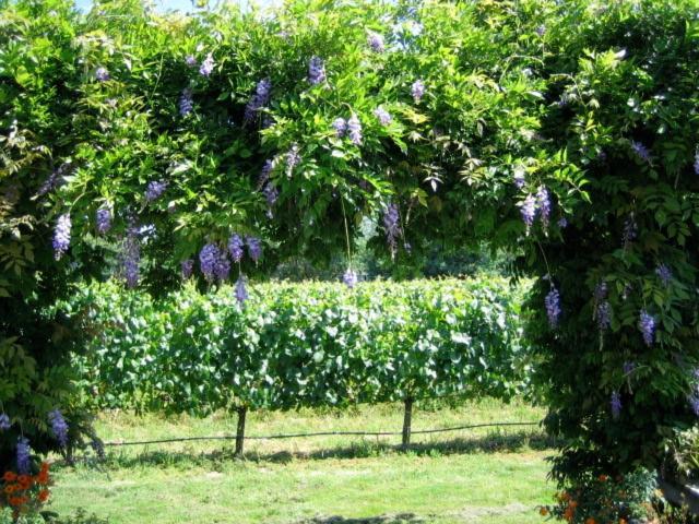 Pearlessence Vineyard Inn Sebastopol Exterior foto