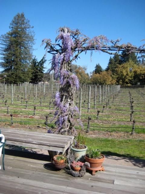 Pearlessence Vineyard Inn Sebastopol Exterior foto