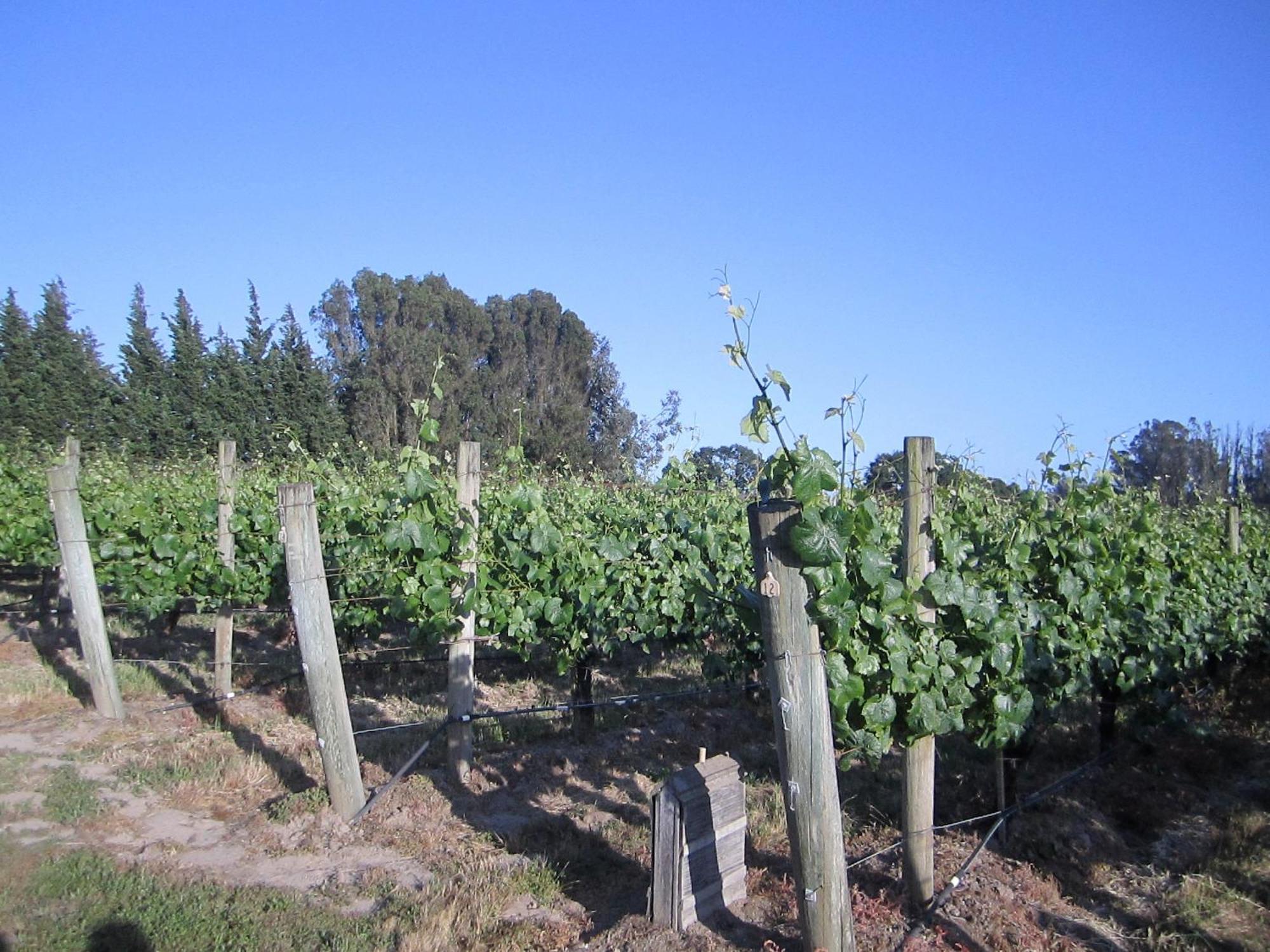 Pearlessence Vineyard Inn Sebastopol Exterior foto